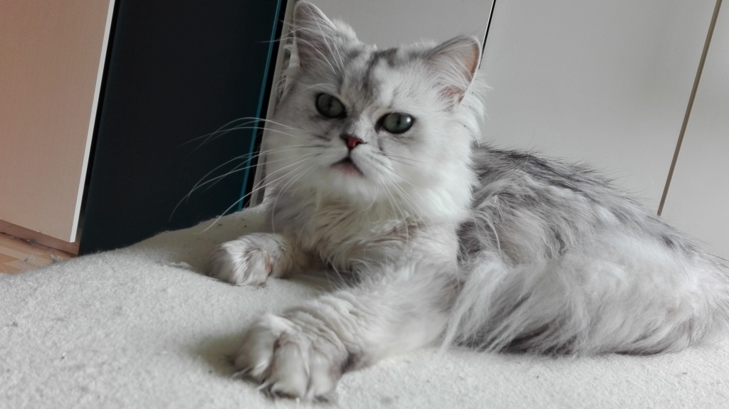 2 Perserkatzen 18 Monate männl. Chinchilla u. 8 Monate Blau weibl - Perser - Leimen