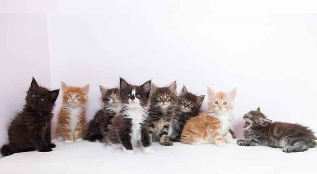 ..  Bezaubernde Maine Coon Kitten mit Stammbaum  .. - Maine Coon - Frankfurt am Main