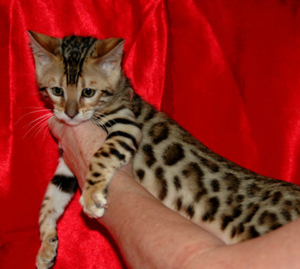 Reinrassige Bengal Katzen Kitten mit Stammbaum - Bengal - Osnabrück