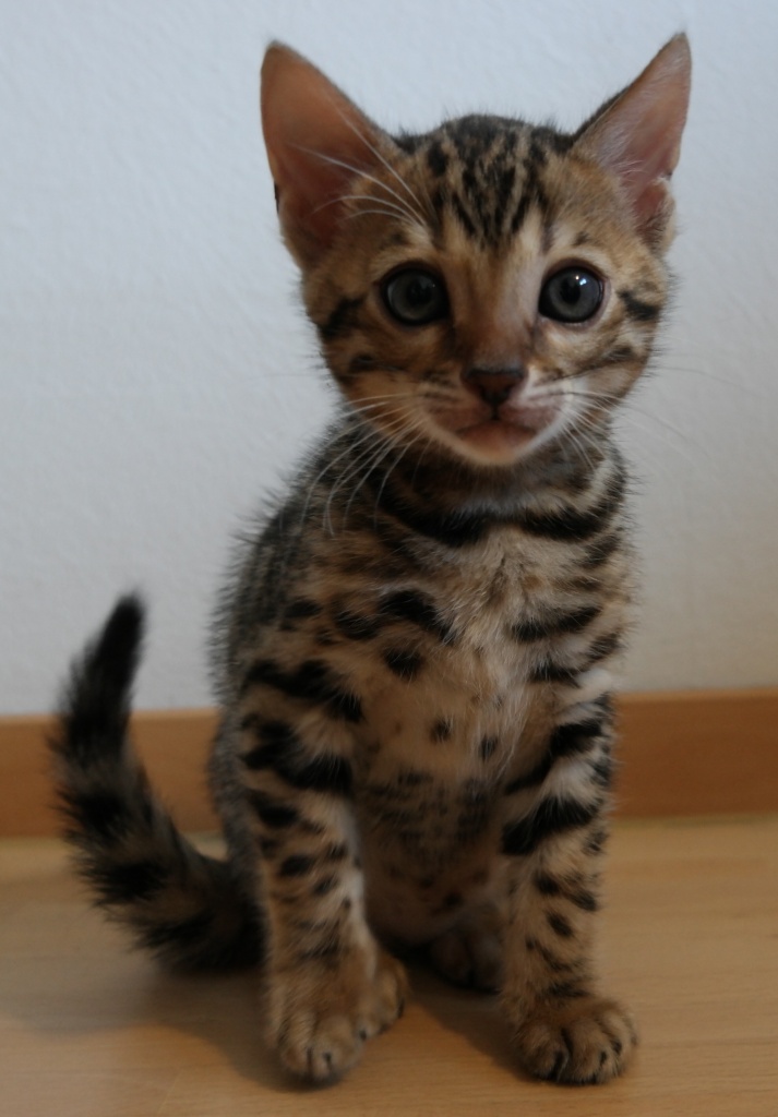 Niedliche Bengal Kitten mit Stammbaum Bengalen Katzen - Bengal - Karlsruhe