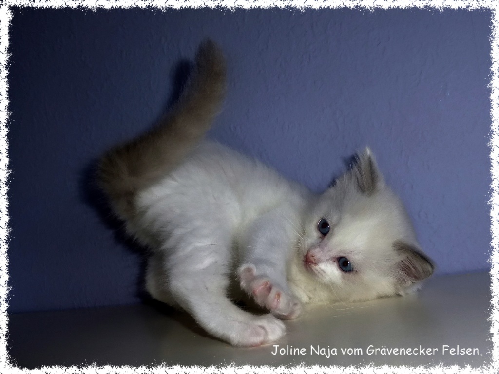 Bezaubernde Traditionelle Ragdoll Kitten ! - Ragdoll - Weinbach
