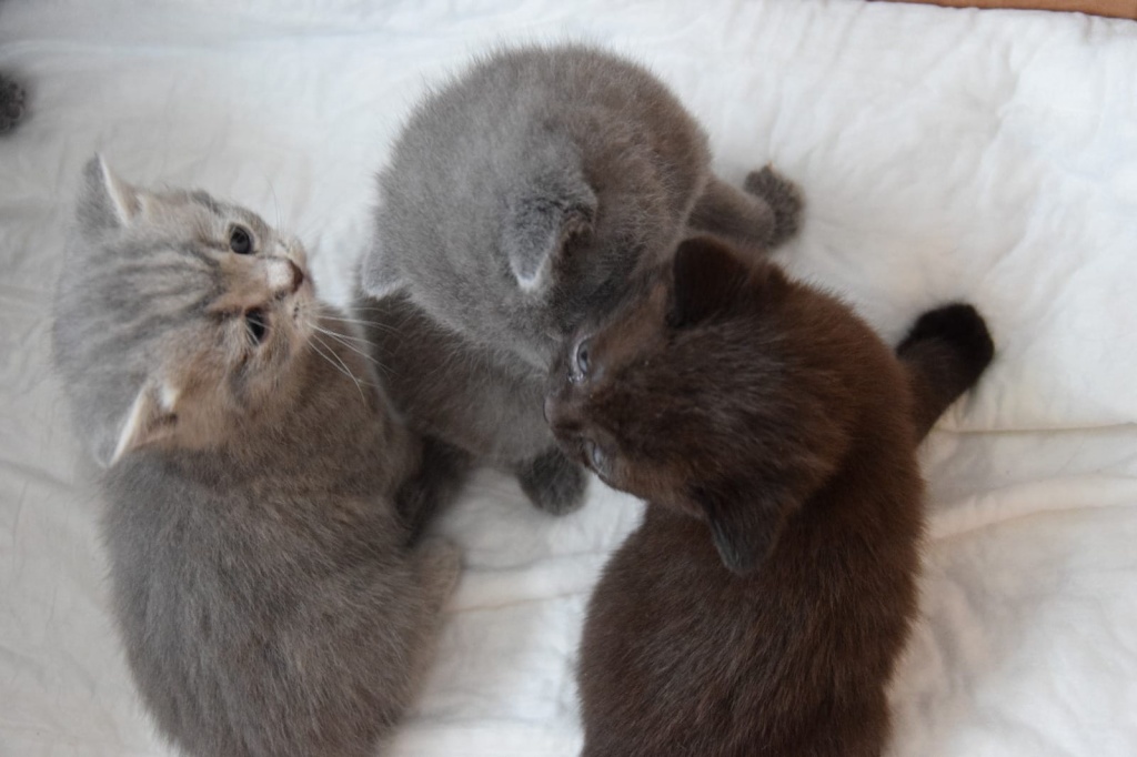 Reinrassige BKH Kitten mit Stammbaum BLUE / LILAC - British Kurzhaar - Hannover