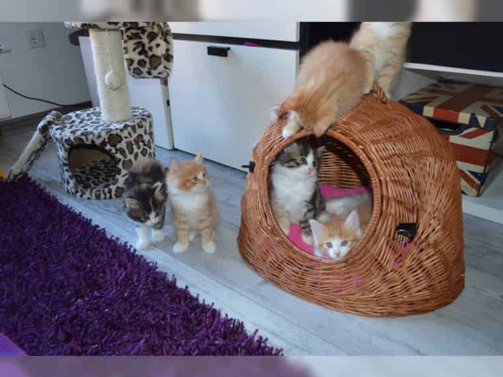 Bezaubernde Maine Kitten mit exzellentem Stammbaum. - Maine Coon - Unterwössen
