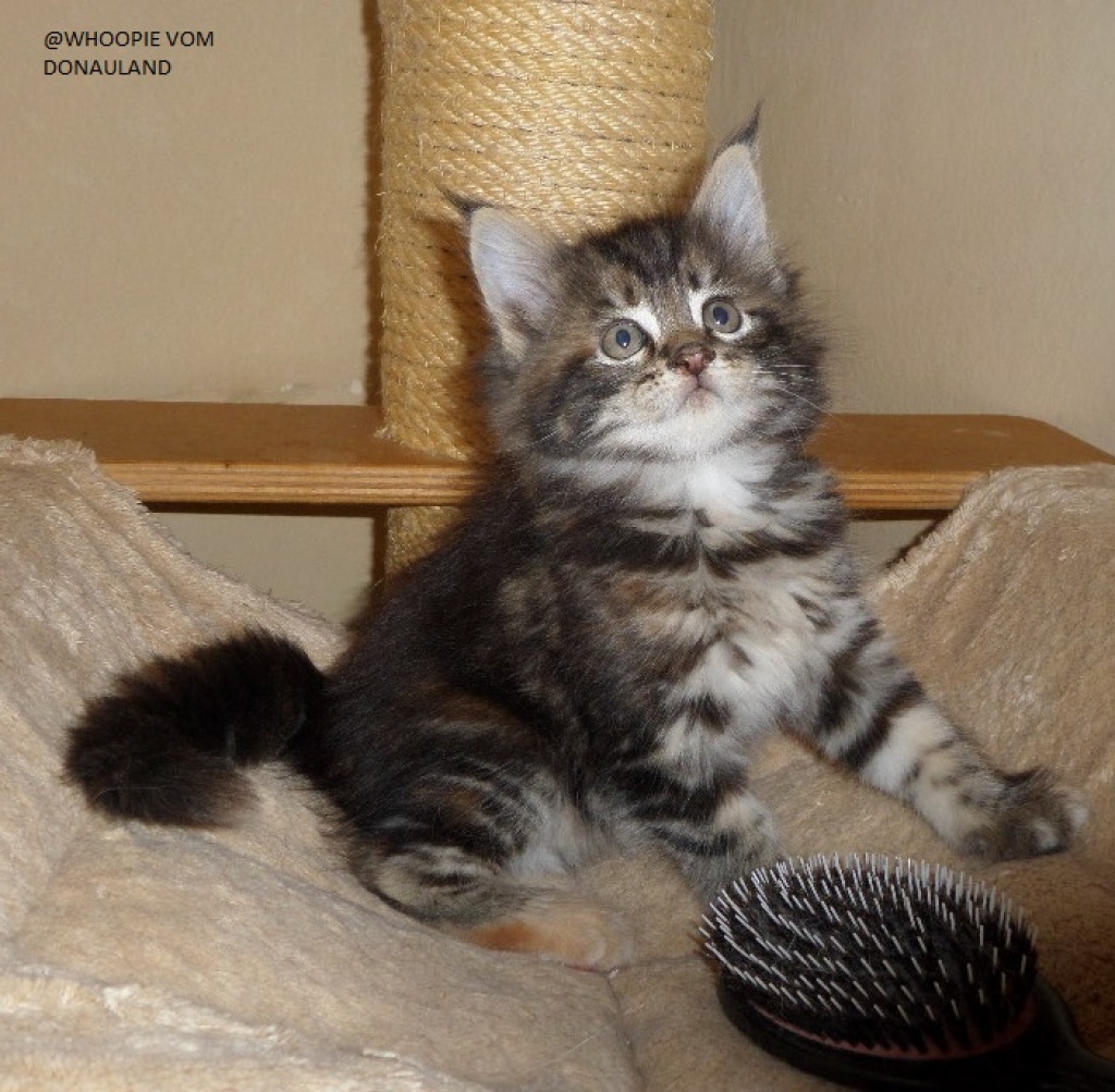 Zwei süße Maine Coon Mädel - Maine Coon - Vohburg an der Donau