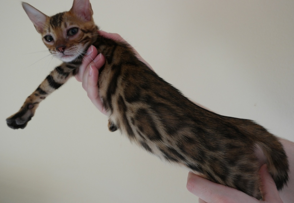 Zauberhafte Bengal Kitten mit Stammbaum abzugeben - Bengal - Karlsruhe