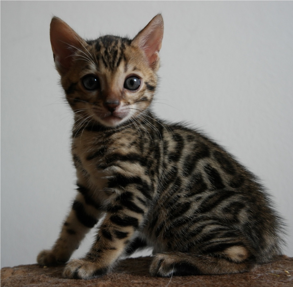 Niedliche Bengalen Kitten + Stammbaum abzugeben Bengal - Bengal - Karlsruhe