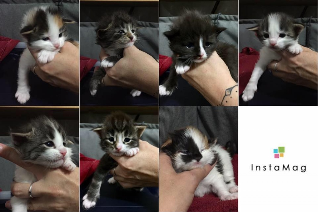 Norwegische Waldkatzen - Baby s - Kitten m.Stammbaum Pap. - - Norwegische Waldkatze - Kiel