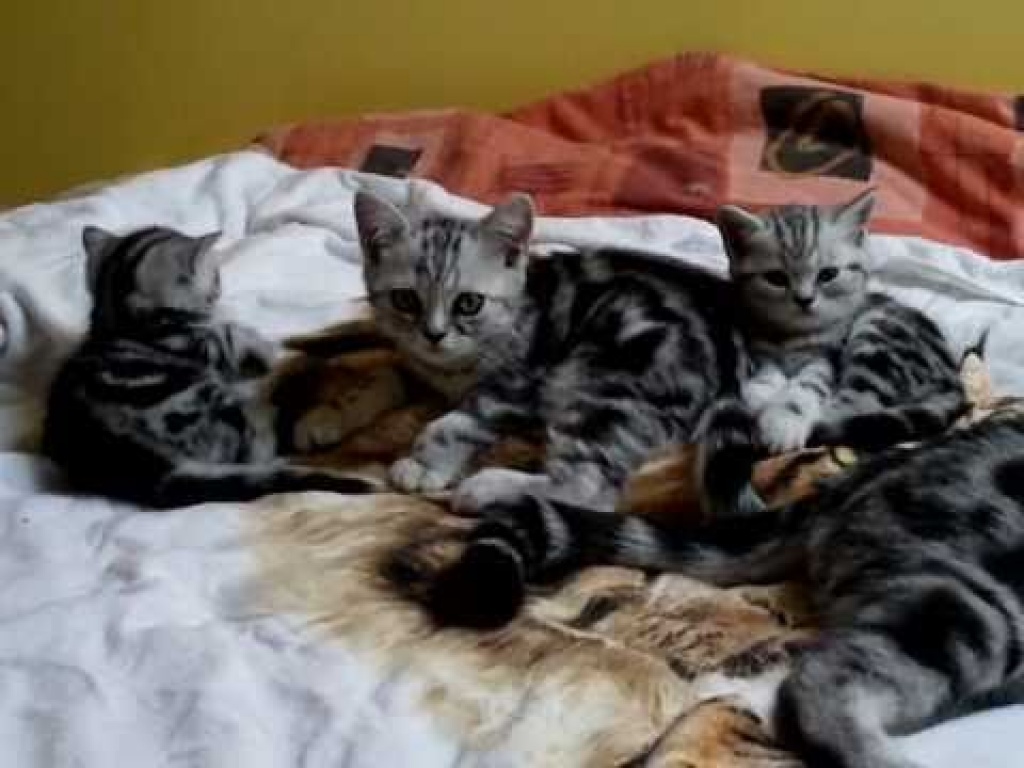 Britisch Kurzhaar BKH silver-tabby und blau - British Kurzhaar - Meiningen