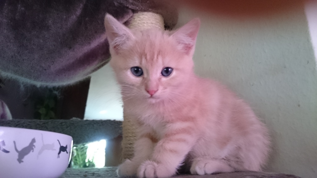 1 Heilige Birma-Mix Kitten sucht noch ein Zuhause - Mischling - Wertheim