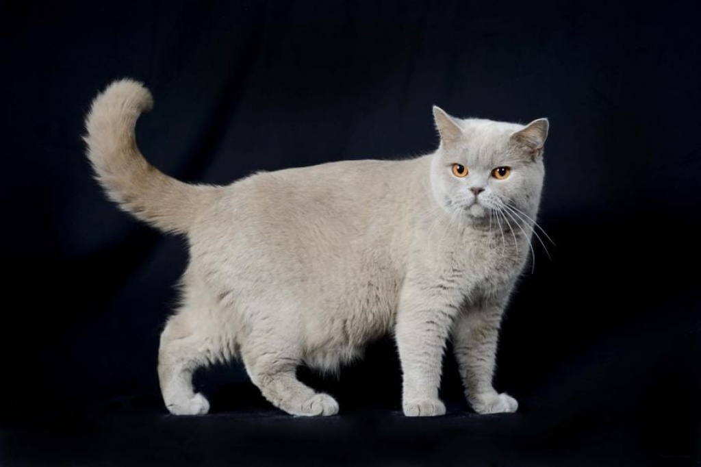 Weihnachten BKH Kitten mit Stammbaum in cinnamon, fawn, lilac und chocolate - British Kurzhaar - Leipzig