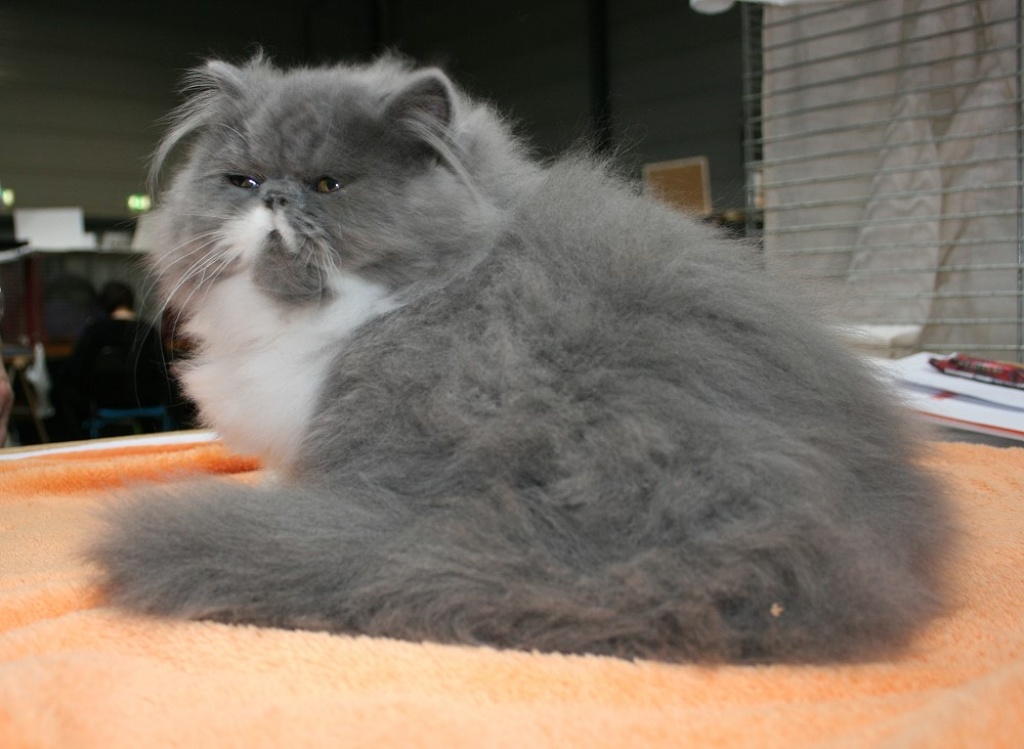 Blue-white perserkaterchen - Perser - Weißenfels
