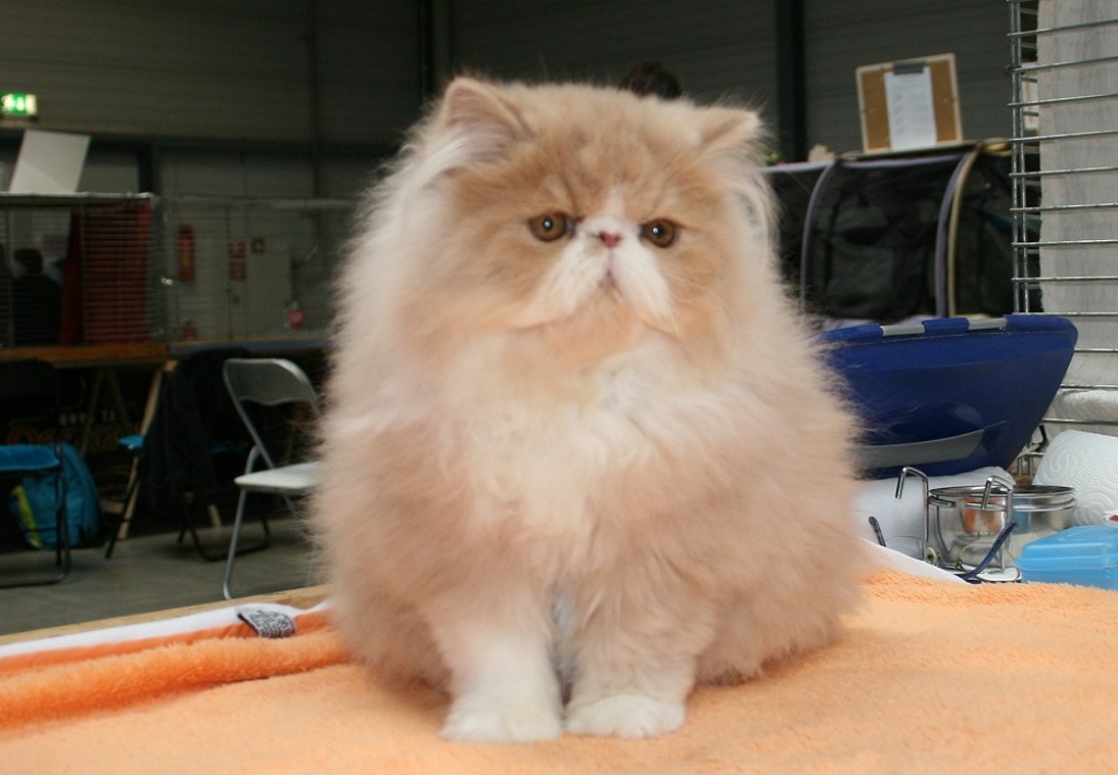 Cream-whiter Perserkater - Perser - Weißenfels