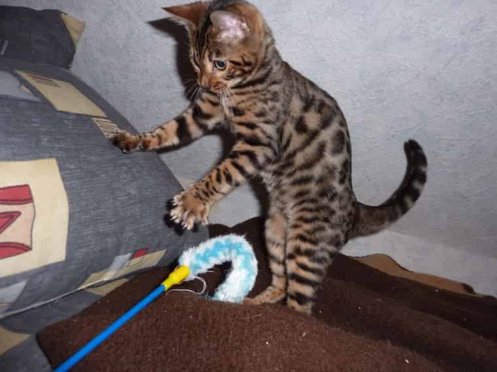 Traumhafte junge Bengal Kitten / Katzen Baby - Bengal - Duisburg