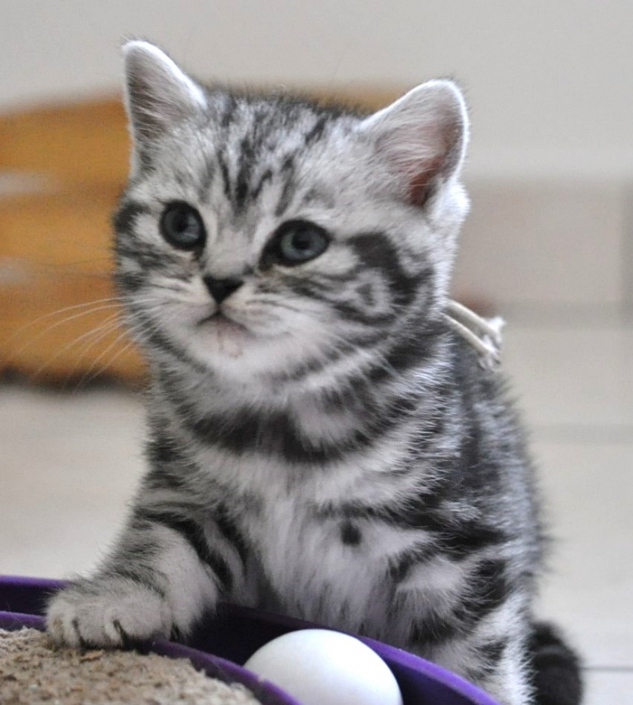 BKH Kitten Whiskas Katzen Babys Black Silver Tabby Classic - British Kurzhaar - Ihringen