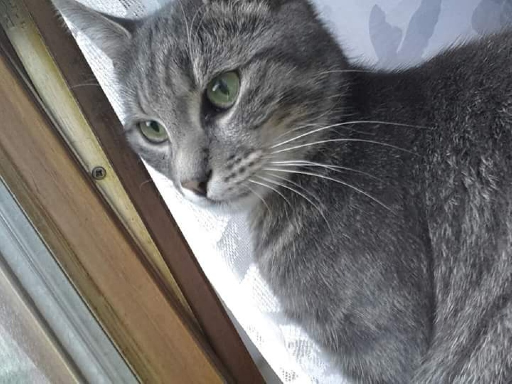 Katze wird vermisst - Hauskatzen - Dinkelscherben