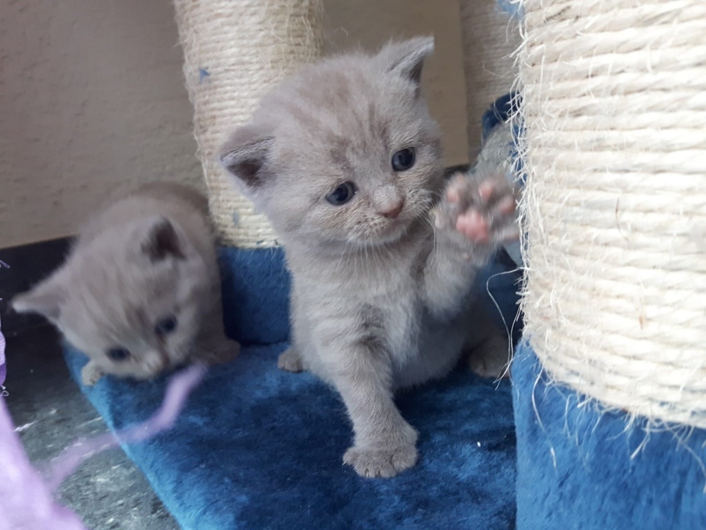 Wunderschöne reinrassige BKH Kitten in Lilac und in Blue - British Kurzhaar - Duisburg