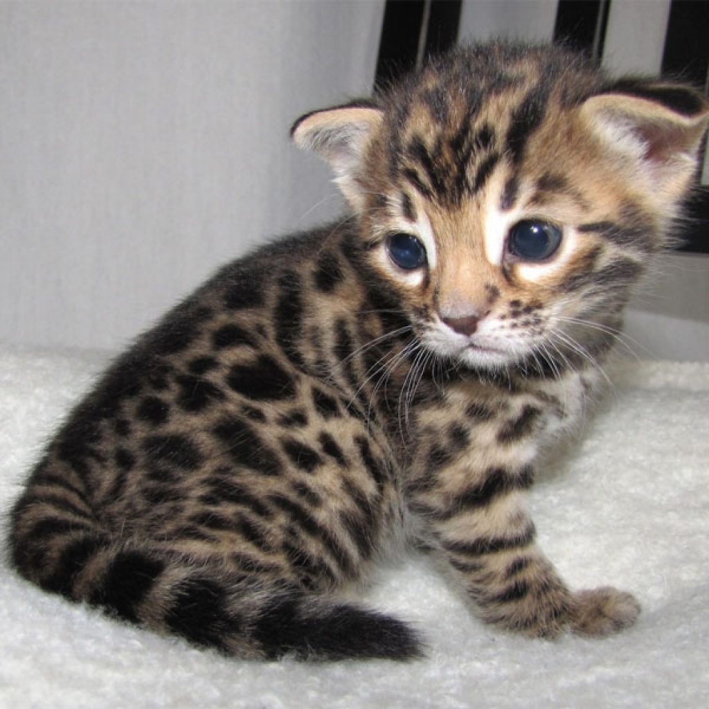 Reinrassige Bengal Katzen - Bengal - Neuss