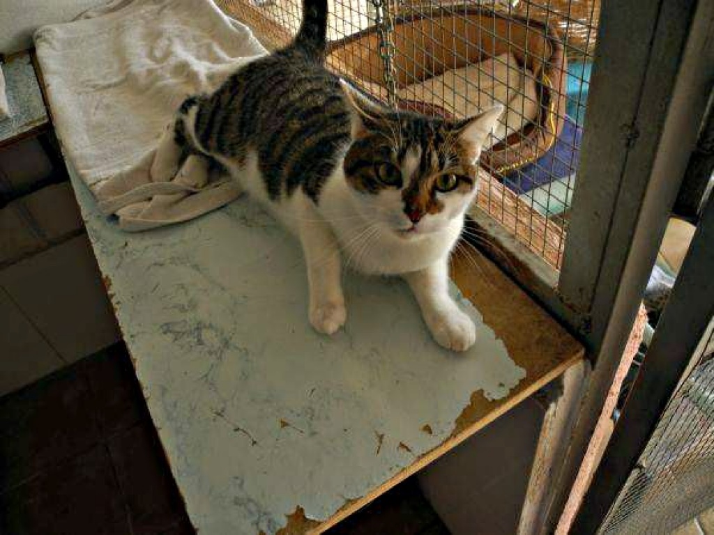Fido - Verschmuster Katzenkumpel mit großem Herz für seine Menschen - Hauskatzen - Marbella, SPANIEN