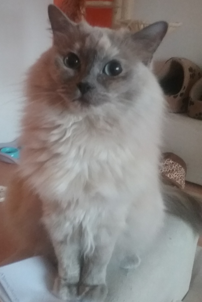 Ragdollmädchen 3 Jahre (kastriert) - Ragdoll - Essen