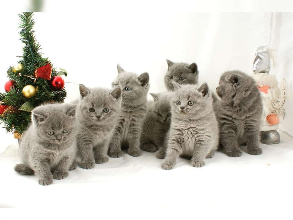 BKH Kitten aus liebevoller Hobbyzucht - British Kurzhaar - Essen