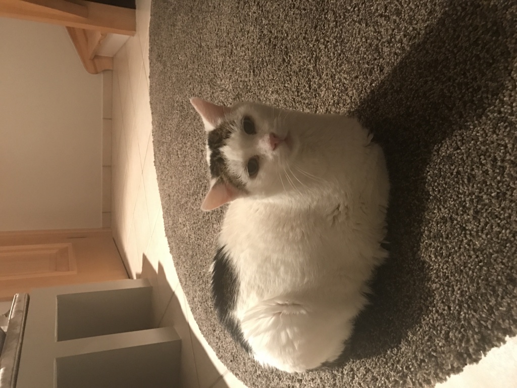 Katzensitter für diabeteskranke Katze gesucht - Katzensitter - Neukeferloh