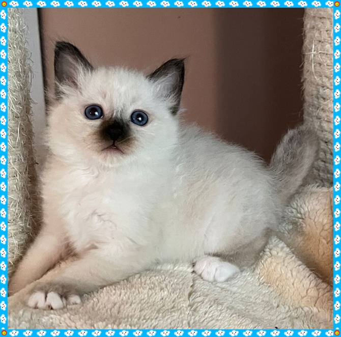 Wir haben Heilige Birma Kitten mit Stammbaum - Birma - Köln