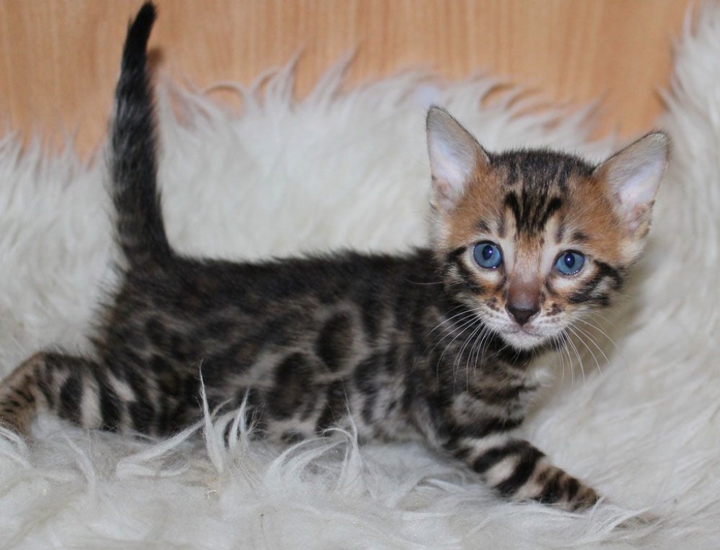Reinrassige, gut sozialisierte Bengalkitten mit Papieren - Bengal - Rheinland-Pfalz