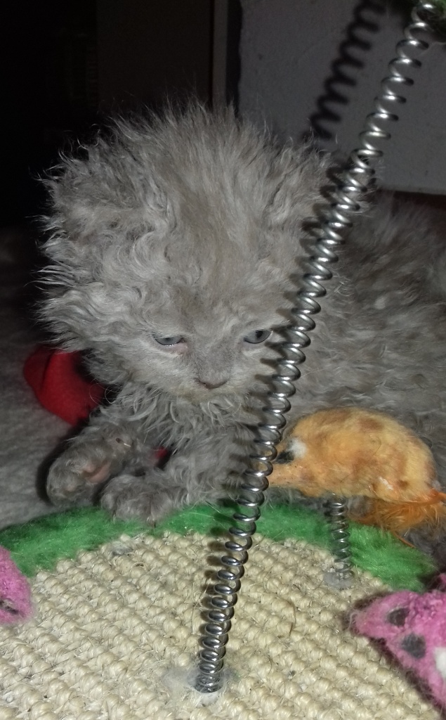 Wunderschöne Selkirk Rex Kitten mit tollen Locken - Selkirk Rex - Münnerstadt