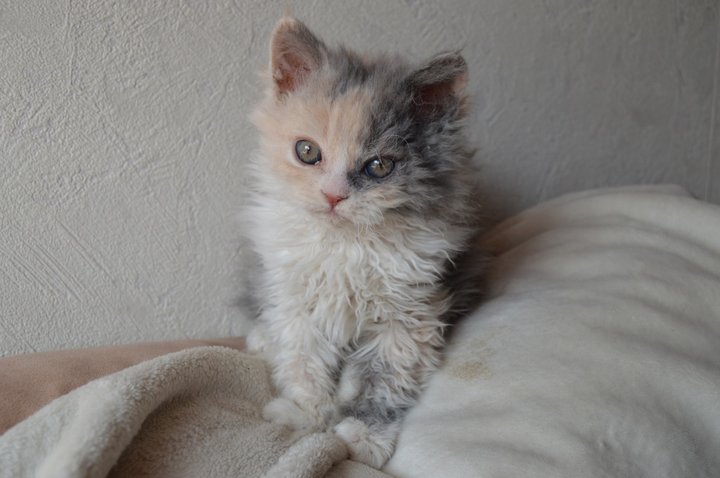 Selkirk Rex - Selkirk Rex - Sinsheim