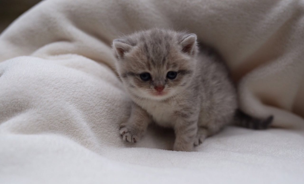 BKH/Scottisch fold Kitten - British Kurzhaar - Rheine