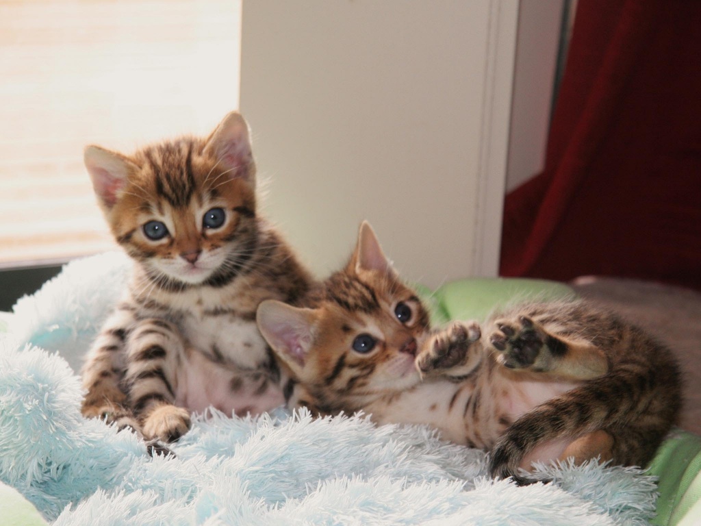 Super süße Bengal katzen Bengal Kitten Bengalkitten - Bengal - Oberhausen