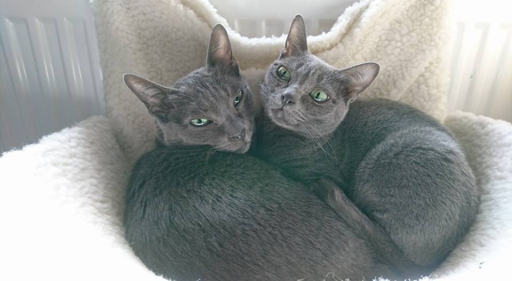 Korat Kitten suchen ein neues Zuhause - Korat - Ludwigshafen am Rhein