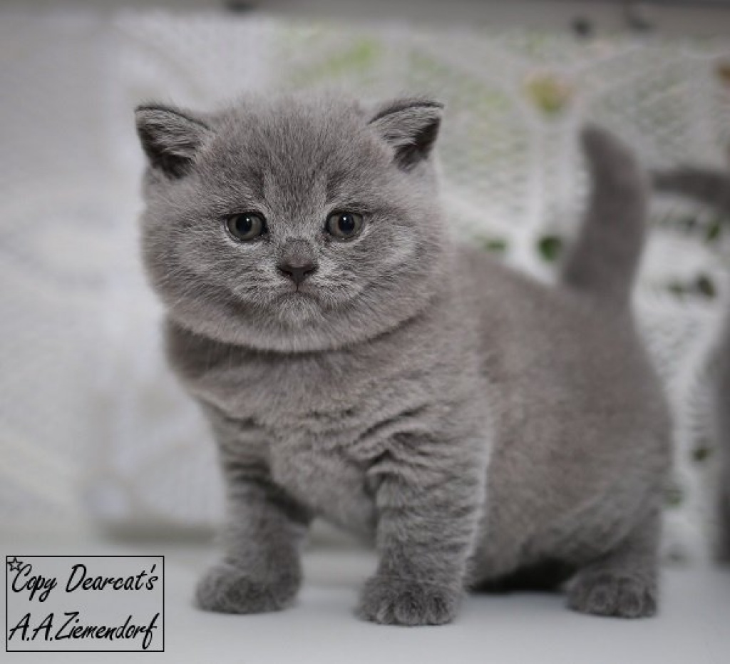 Bildhübschen Britisch Kurzhaar Kätzchen - British Kurzhaar - Langenselbold