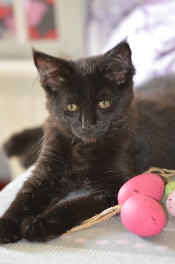 Felixkater sucht liebevollen Dosenöffner - Maine Coon - Hamburg
