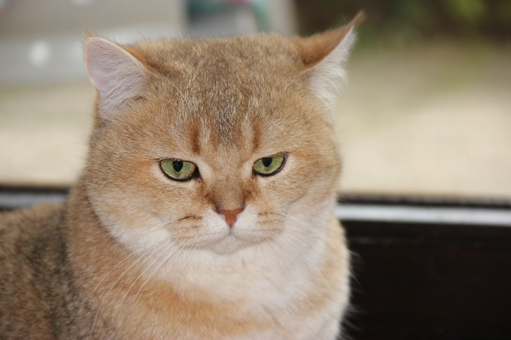 BKH- Kitten / Kätzchen blau / Katze/ britisch Kurzhaar blau - British Kurzhaar - Berlin