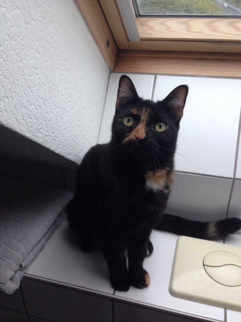 Katze in liebevolle Hände abzugeben - Freigaenger - Krefeld