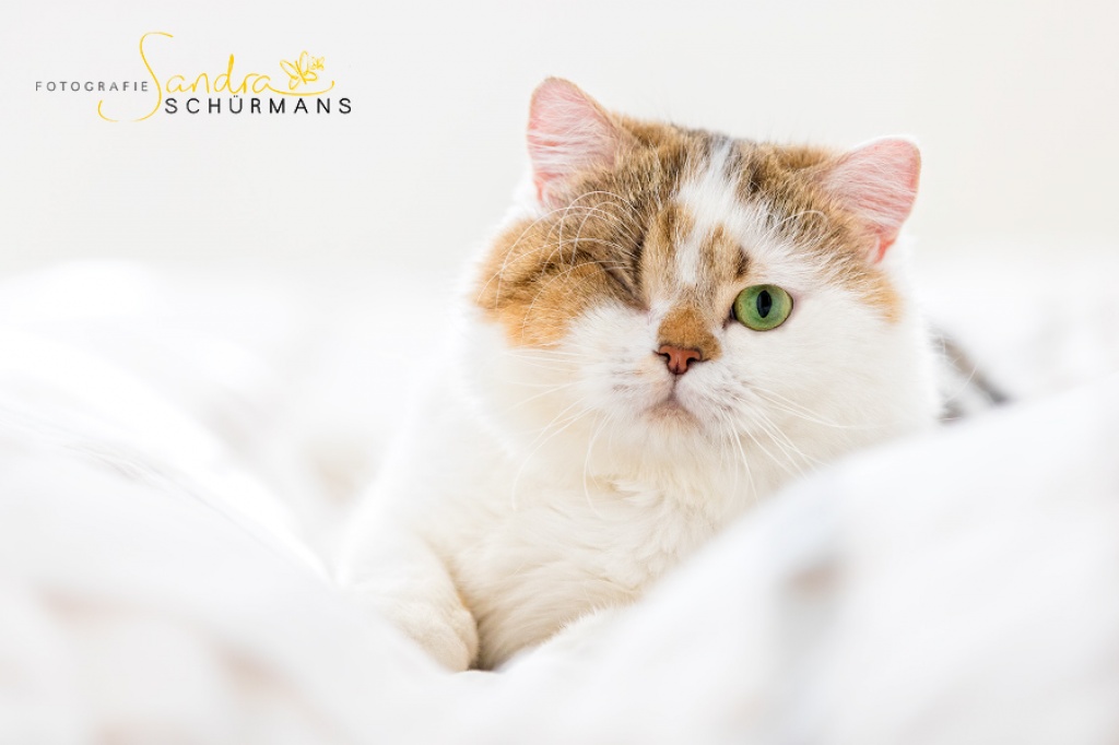 Bommel der BritenBär sucht... - British Kurzhaar - Berlin