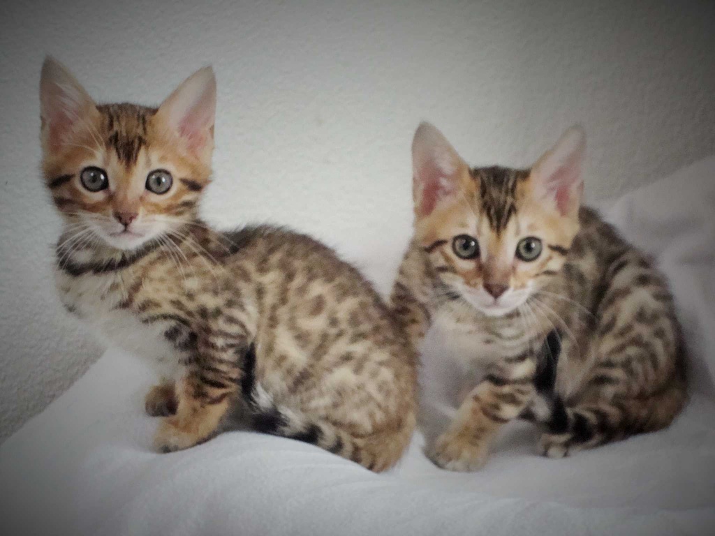 Top-Qualität Bengal Kätzchen sucht ein neues Zuhause. - Bengal - Leipzig