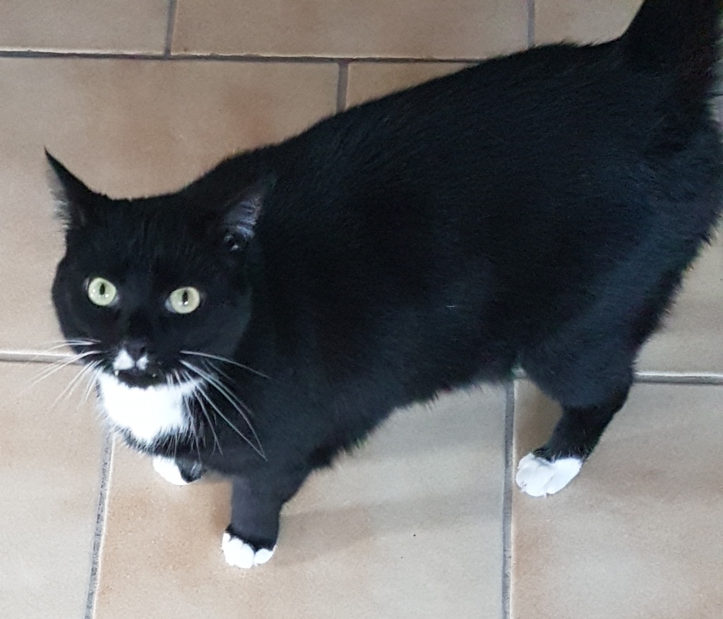 Katzennanny in Darup gesucht... - Katzensitter - Nottuln