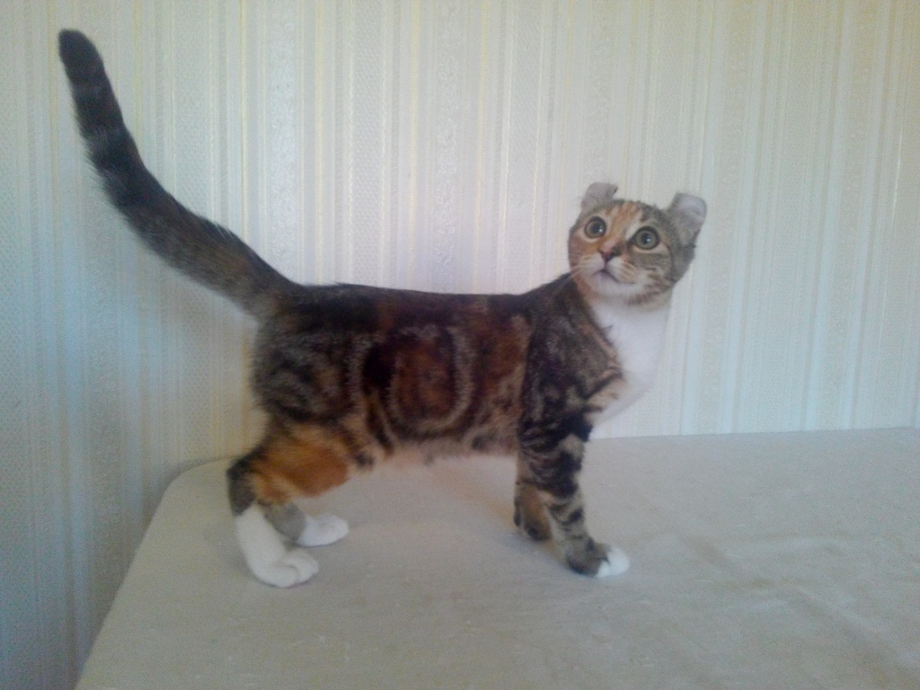 American Curl - Katzen Sonstige - Kritschew Weißrussland