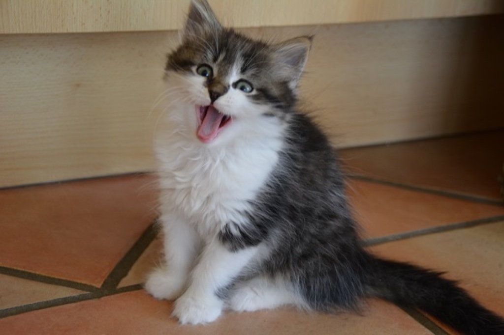 Tierärztin hat Sibirsiche Katerchen abzugeben - Sibirische Katze - Buseck