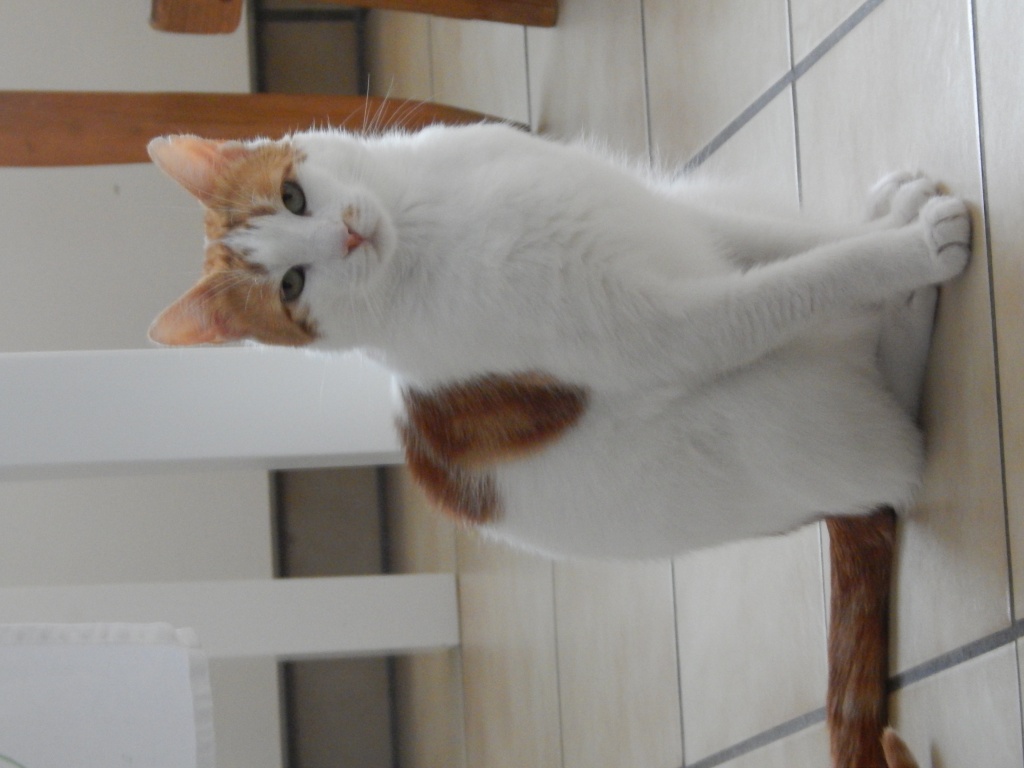 Ein Garten für Felix - Hauskatzen - Bergisch Gladbach