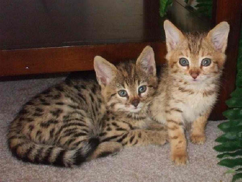 2 süße reinrassige Bengal-Kätzchen zum Umzug bereit.. - Bengal - Düsseldorf
