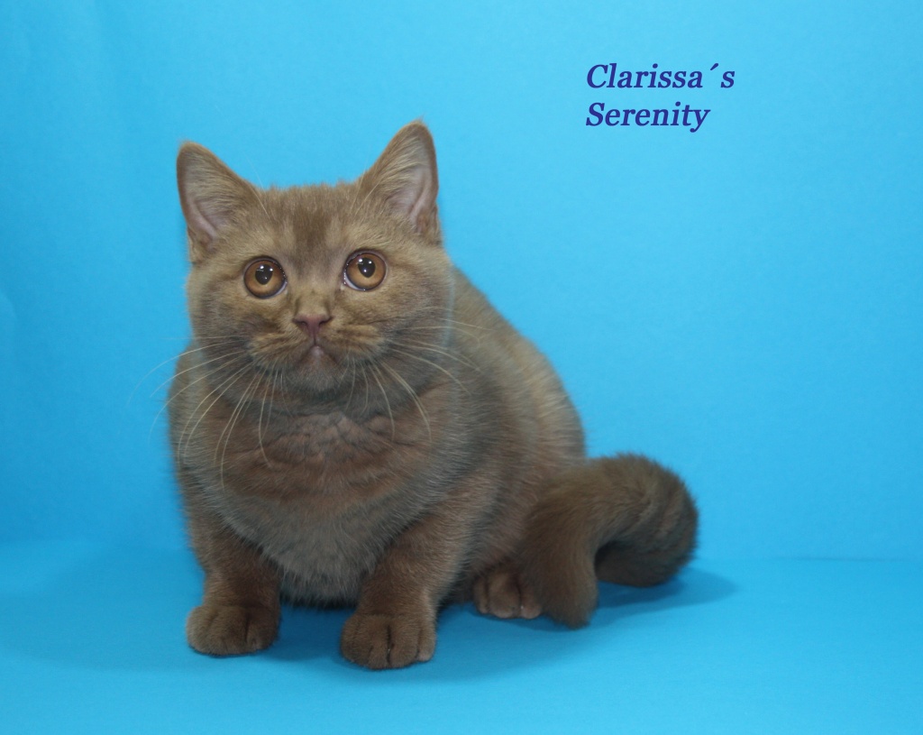 3 verschmuste Britisch Kurzhaar / Bkh Kitten cinnamon & black mit Stammbaum - British Kurzhaar - Rimpar