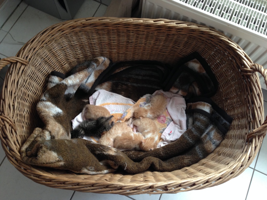 6 großartige Rote Kitten / Katzenbabys zu vermitteln 120 ,- VB - Hauskatzen - Neu Kaliß