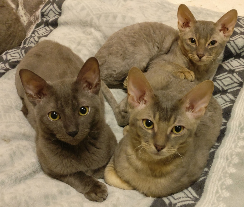 Sehr seltene German Rex Kitten, vom Vereins Züchter mit Papieren - German Rex - Menden Sauerland