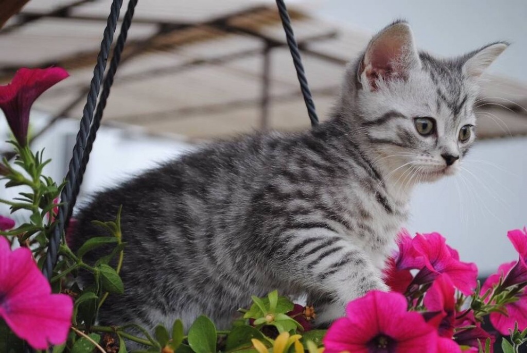 BKH Silber Tabby Classic mit Stammbaum - British Kurzhaar - Oberhausen
