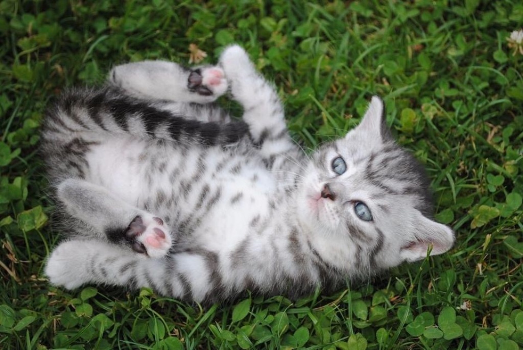 Süße 3 BKH KITTEN & STAMMBAUM - British Kurzhaar - Buchholz