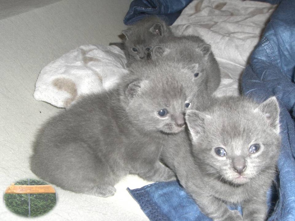 Reinrassige Chartreux - Kartäuser-Kitten - Kartaeuser - Ovelgönne