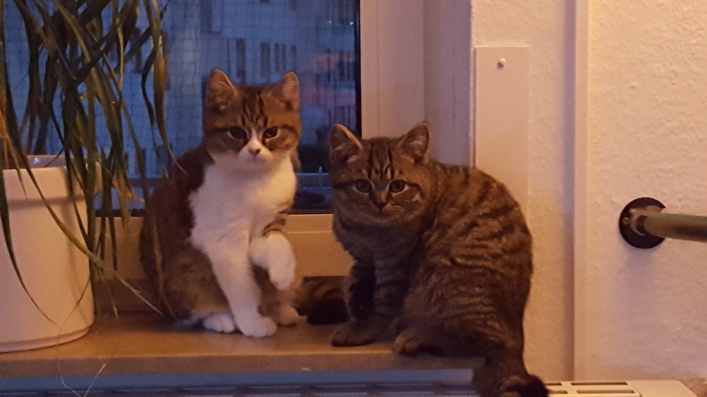 2 junge getigerte Perser Kitten - Perser - Langen Hessen